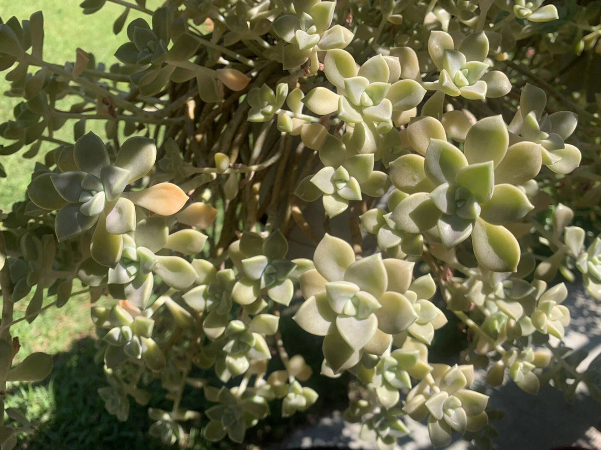 Live Succulent Cuttings - Ghost Plant Rosette - Graptopetalum paraguayense for Garden Decor