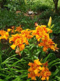 Kwanso Daylily Live Plants - 5 Bare Root Established Plants - Hemerocallis fulva - Vibrant Orange Flowers