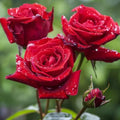 Red Rose Seeds - 20 Non-GMO Heirloom Rosa spp. for Gardens & Bouquets, Fragrant, Easy to Grow