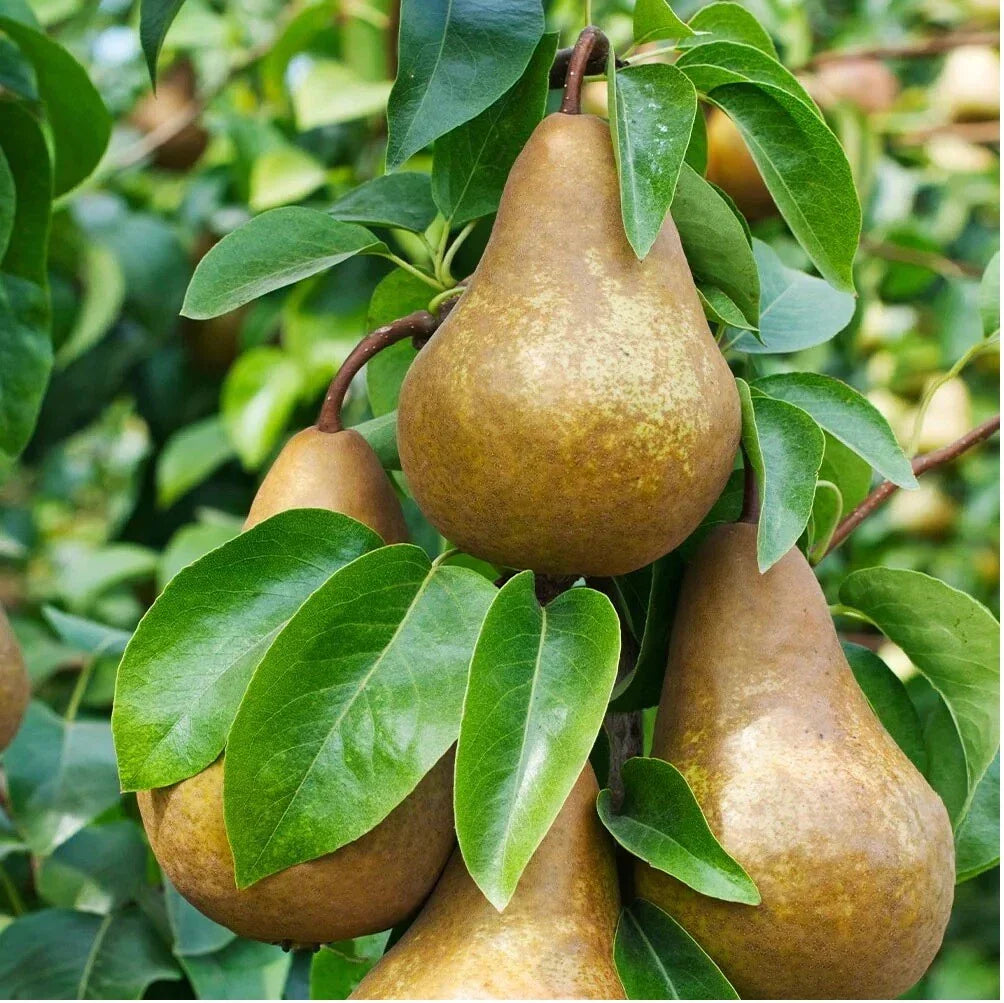 Bosc Pear Seeds - Edible Fruit Tree Pyrus pyrifolia for Home Garden, Juicy Bosc Pears, Easy to Grow, Pack of 10