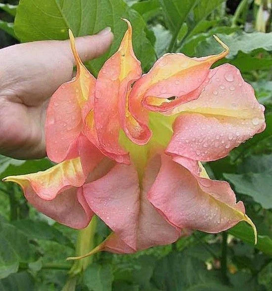 Double Yellow Orange Angel Trumpet Seeds - Brugmansia Datura Flower Seeds for Garden & Landscaping