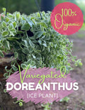 Live Rooted Variegated Ice Plant Cutting Dorotheanthus Organic Free Shipping