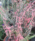 Devil's Backbone Cuttings - 10 Zig Zag Redbird Variegated Pedilanthus Tithymaloides Indoor Garden Propagation