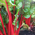 Ruby Red Rhubarb Swiss Chard Seeds | Crimson Silver Beet Spinach | Beta vulgaris var. cicla | Edible Leafy Green Seed Pack