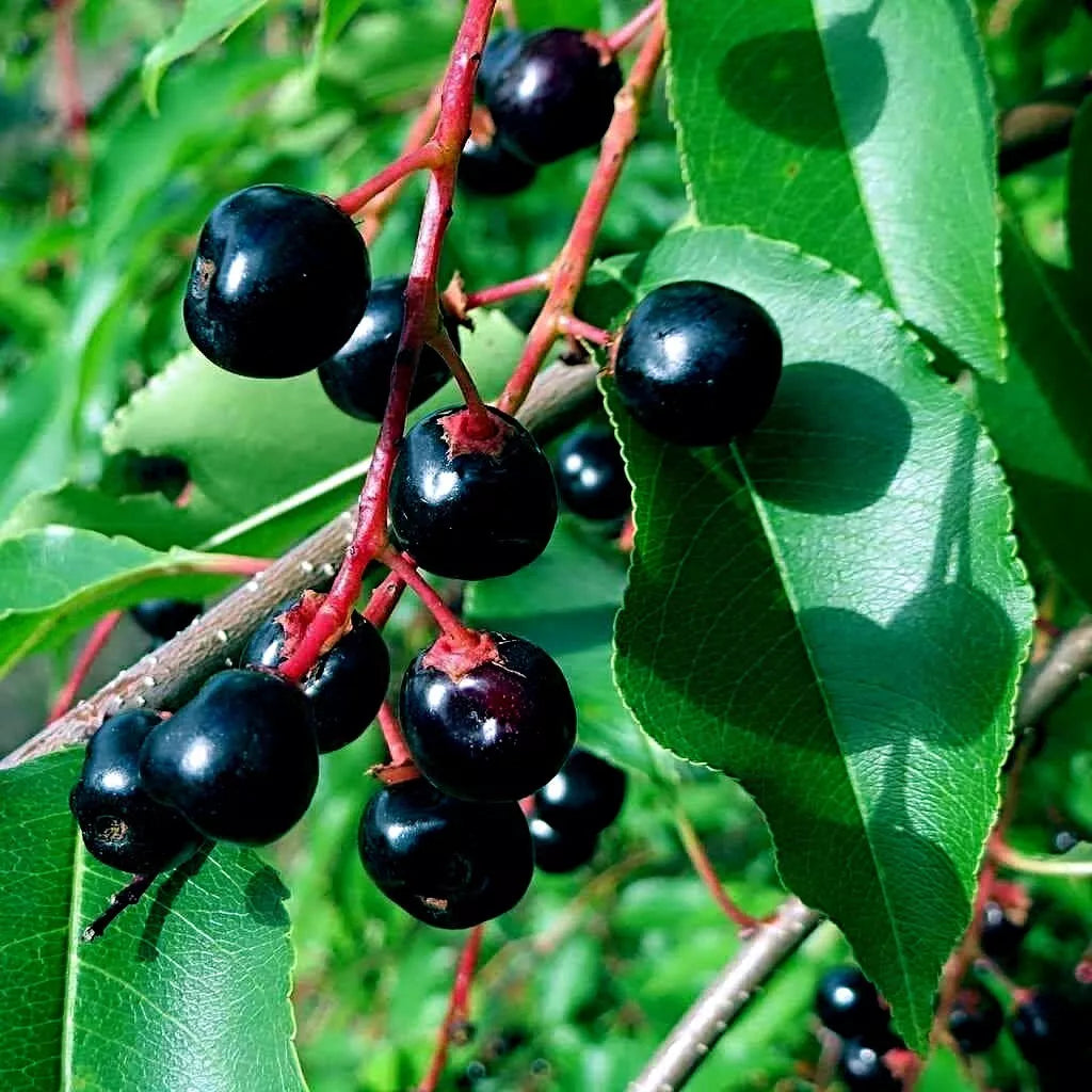 Black Cherry Tree Seeds - Hardy Fast Growing Prunus serotina for Fall Color & Wildlife Attracting Seed Packets