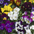 Viola Seeds - 50 Scented Viola Deltini Mix Flowering Plant Seeds Viola x wittrockiana