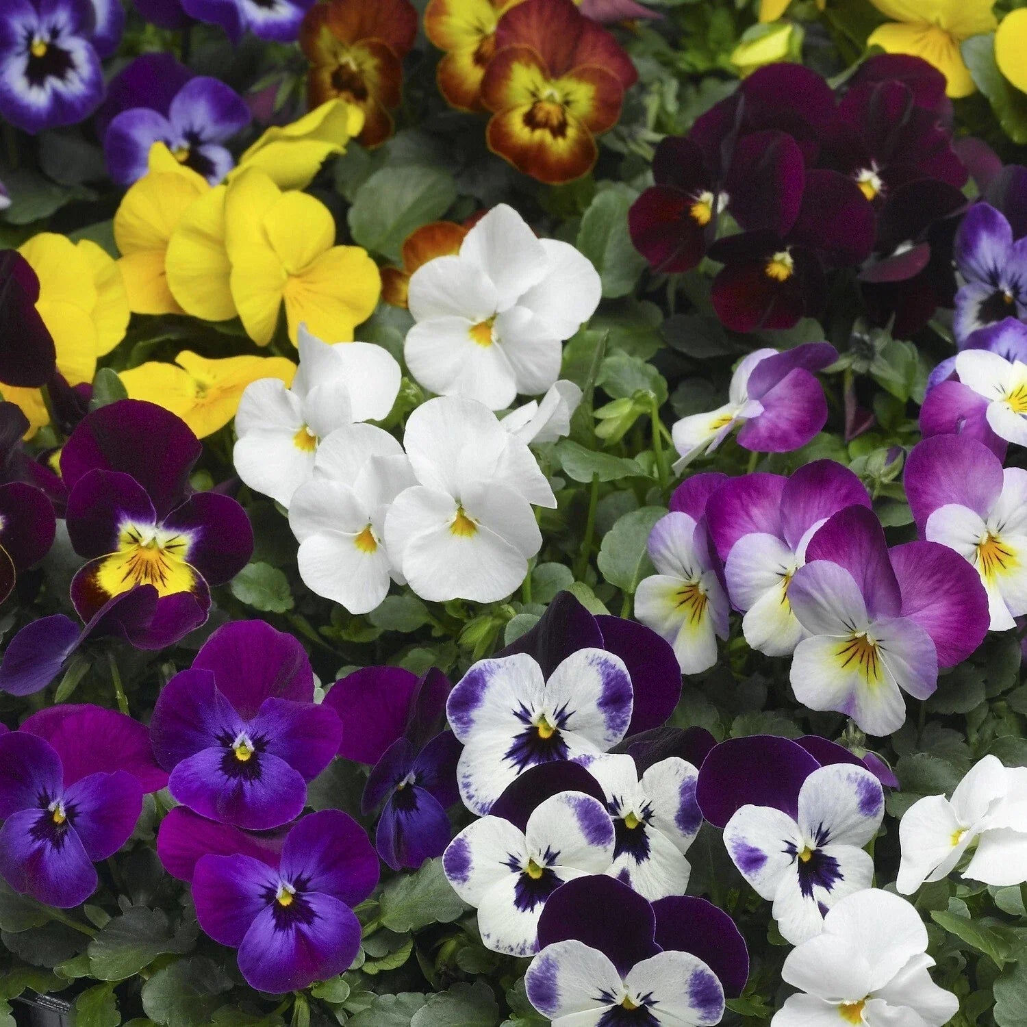 Viola Seeds - 50 Scented Viola Deltini Mix Flowering Plant Seeds Viola x wittrockiana
