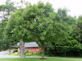 Chinese Elm Tree Seeds Pack, Ulmus parvifolia, Hardy Landscaping & Bonsai Seeds, 50 Count