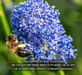 Ceanothus Ground Cover Plant 1 Gallon, Point Reyes Low Spreading Evergreen, Ceanothus gloriosus 'Point Reyes'