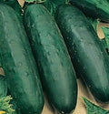 Marketmore 76 Cucumber Seeds - Organic Heirloom Non-GMO Cucumis sativus, Crisp, High Yield, Home Garden, Container Planting
