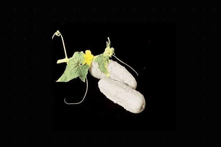 Heirloom White Wonder Cucumber Seeds - Non-GMO, Rare Variety, Crisp, White Skin, Cucumis sativus, Pack of 25-200 Seeds