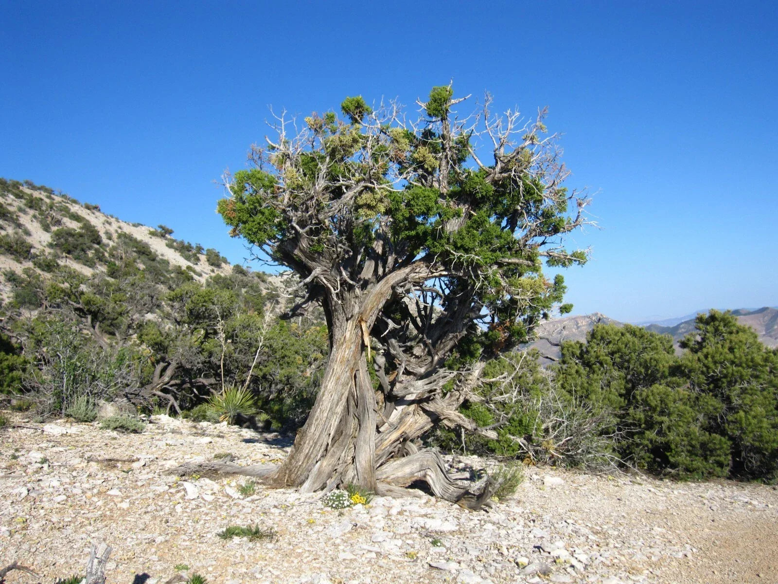 Utah Juniper Seeds - 10 Pack, Drought-Tolerant Evergreen, Juniperus osteosperma for Xeriscaping & Landscaping