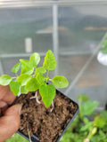 Carica Papaya Tree - 2.5" Pot, Tropical Fruit Plant, Year Round Variety, Fast-Growing Papaya Tree, Edible Fruit, Garden or Patio