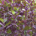 Red Leaf Holy Basil Seeds - Non-GMO Tulsi, Organic Gardening, Ocimum sanctum, Herbal Seeds, Monks Basil, Spicy Aroma