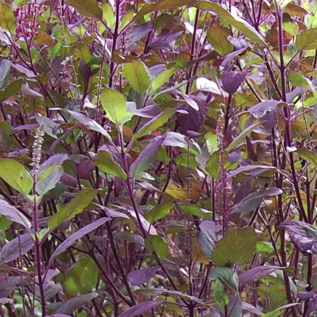 Red Leaf Holy Basil Seeds - Non-GMO Tulsi, Organic Gardening, Ocimum sanctum, Herbal Seeds, Monks Basil, Spicy Aroma