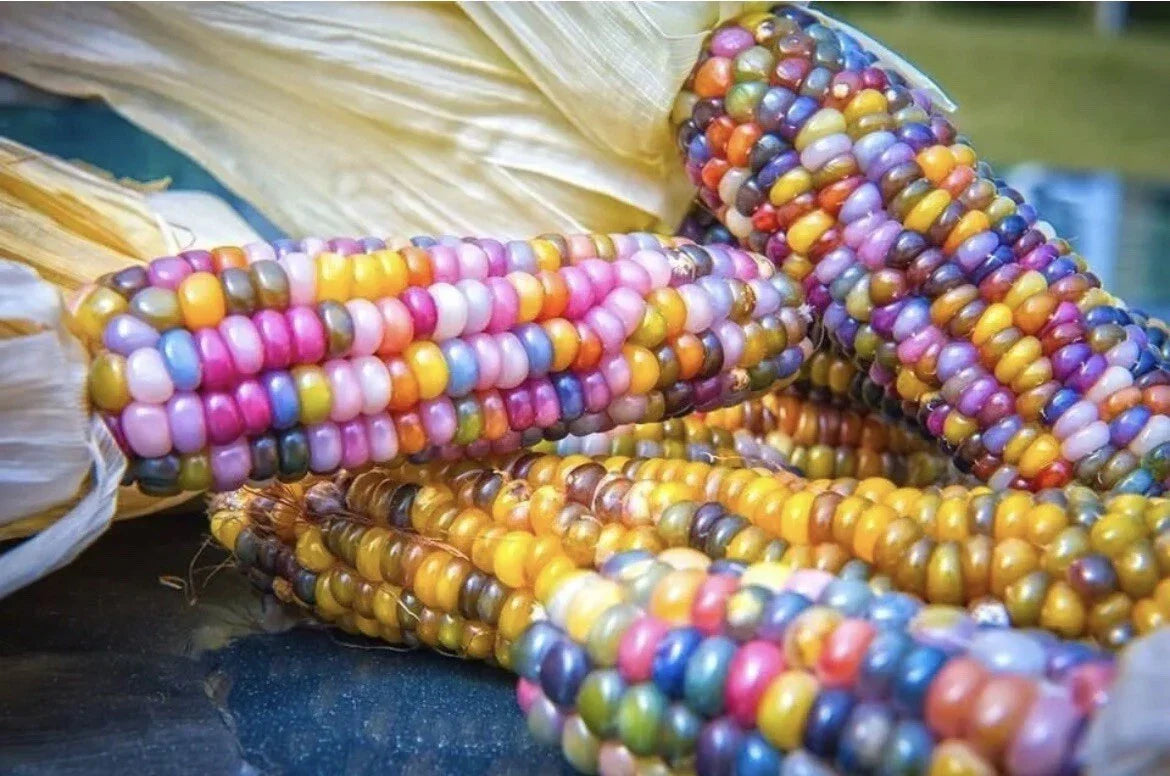 Glass Gem Corn Seeds - 25+ Heirloom Multicolored Zea mays for Ornamental & Culinary Use