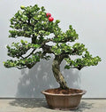 Plum Fruit Bonsai Tree Seeds - 15 Pack - Prunus Americana - Miniature Garden Plant for Bonsai Cultivation