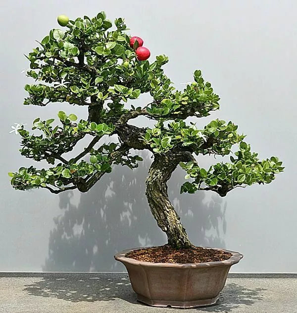 Plum Fruit Bonsai Tree Seeds - 15 Pack - Prunus Americana - Miniature Garden Plant for Bonsai Cultivation