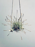 Air Plant Set of 4 - Tillandsia recurvata - Indoor Decor, Easy Care, Low Maintenance, Creative Display