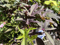 Sweet Potato Cuttings Rooted Blackie Heirloom Ipomoea batatas for Pots & Gardens