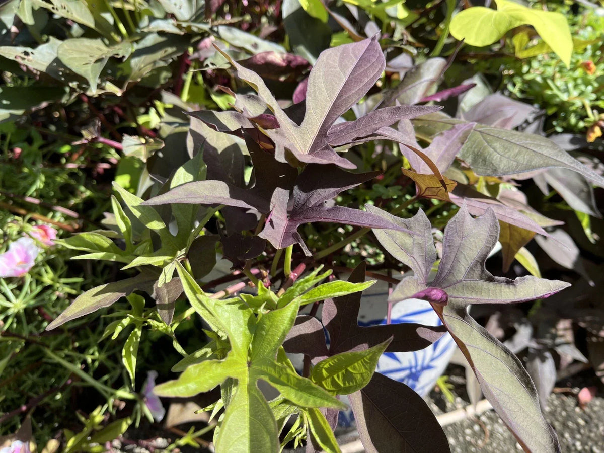 Sweet Potato Cuttings Rooted Blackie Heirloom Ipomoea batatas for Pots & Gardens
