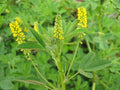 Yellow Flower Sweet Clover Seeds, 1200 Pack, Melilotus officinalis, Wildflower Garden, Pollinator Attracting, Non-GMO