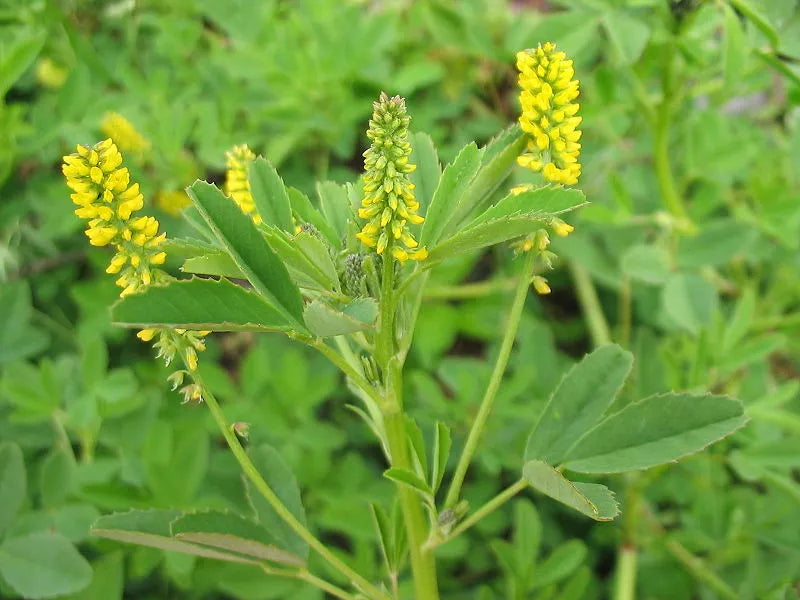 Yellow Flower Sweet Clover Seeds, 1200 Pack, Melilotus officinalis, Wildflower Garden, Pollinator Attracting, Non-GMO