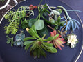 Succulent Cuttings - Rare Varieties for Planting - Perfect for Rooting, Terrariums & Gardens