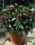 Basil Seeds - 500 Count - Siam Queen Thai Basil - Non-GMO Culinary Herb - Ocimum basilicum var. thyrsiflora