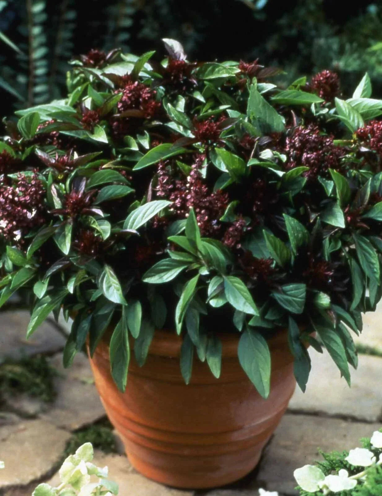 Basil Seeds - 500 Count - Siam Queen Thai Basil - Non-GMO Culinary Herb - Ocimum basilicum var. thyrsiflora