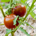 Black Prince Tomato Seeds - Heirloom Non-GMO, Juicy Dark Tomato Seeds, Lycopersicon esculentum, 30 Pack