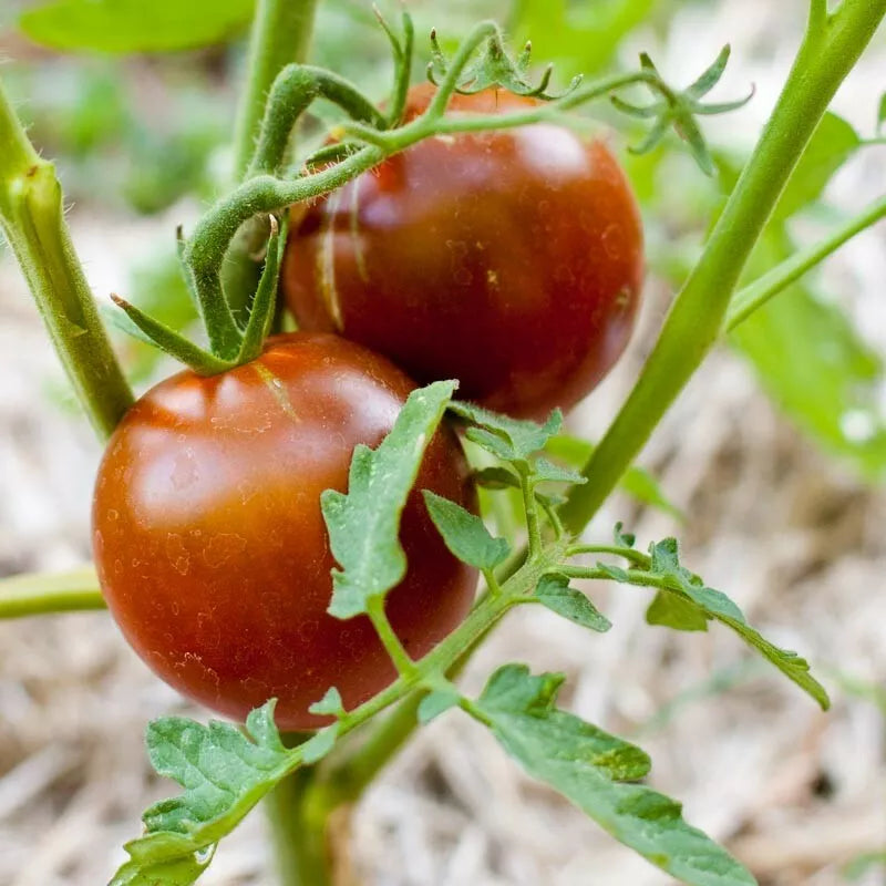 Black Prince Tomato Seeds - Heirloom Non-GMO, Juicy Dark Tomato Seeds, Lycopersicon esculentum, 30 Pack