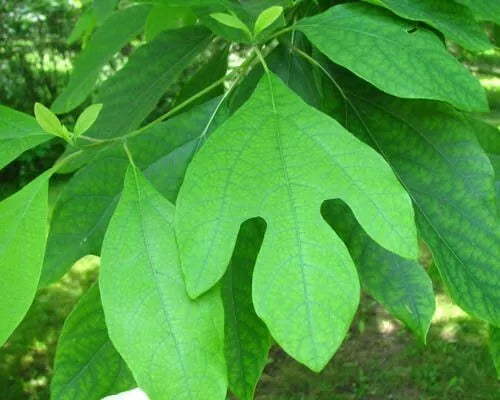 Sassafras Albidum Fresh Cuttings – Unrooted Herbal Plant for Gardening & Propagation, 10 Pieces