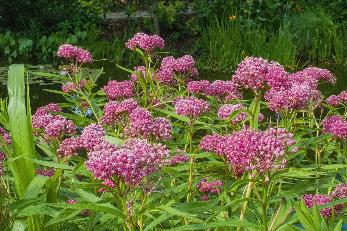 Swamp Milkweed Seeds 200 Pcs - Asclepias incarnata - Native Pollinator Plant for Monarch Butterflies