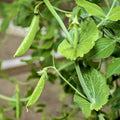 Sugar Snap Pea Seeds - Heirloom Non-GMO Pod Peas for Vegetable Garden - Pisum sativum
