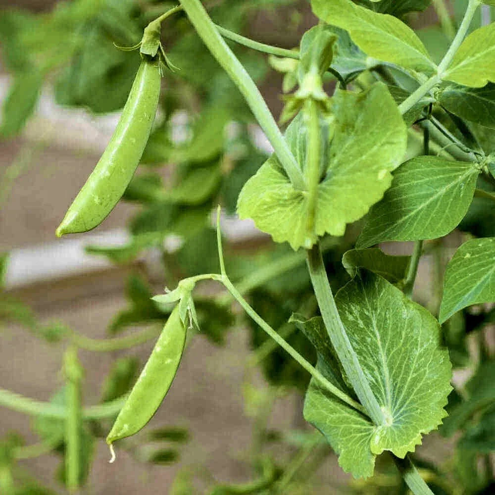 Sugar Snap Pea Seeds - Heirloom Non-GMO Pod Peas for Vegetable Garden - Pisum sativum