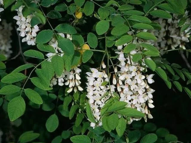 Black Locust Tree Seeds - 10 Pack, Fast Growing, Hardy, Fragrant Robinia Pseudoacacia Seeds