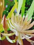 Night Blooming Cereus Cutting 10-12" | White Epiphyllum oxypetalum Cactus Plant for Indoor Garden