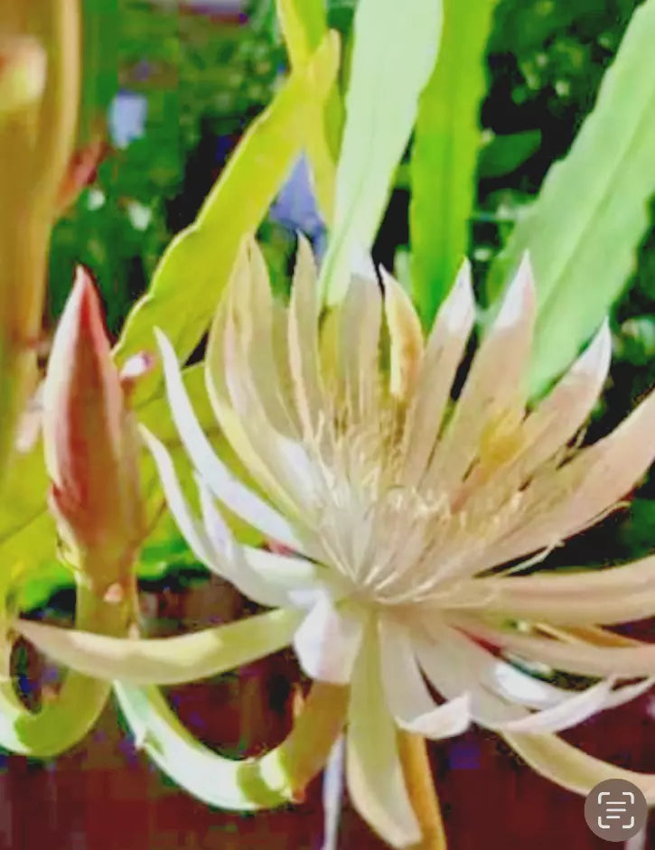 Night Blooming Cereus Cutting 10-12" | White Epiphyllum oxypetalum Cactus Plant for Indoor Garden