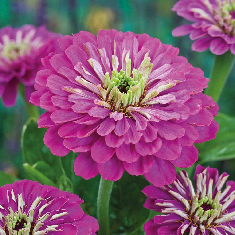 Zinnia Seeds - Purple Prince Variety - Zinnia elegans - 140 Count for Garden, Cut Flowers & Containers