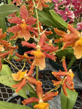 Orchid Plant Bulbs Mix - 5 Pack with 3 Premium and 2 Bonus - Exotic Blooms for Indoor Garden - Orchidaceae