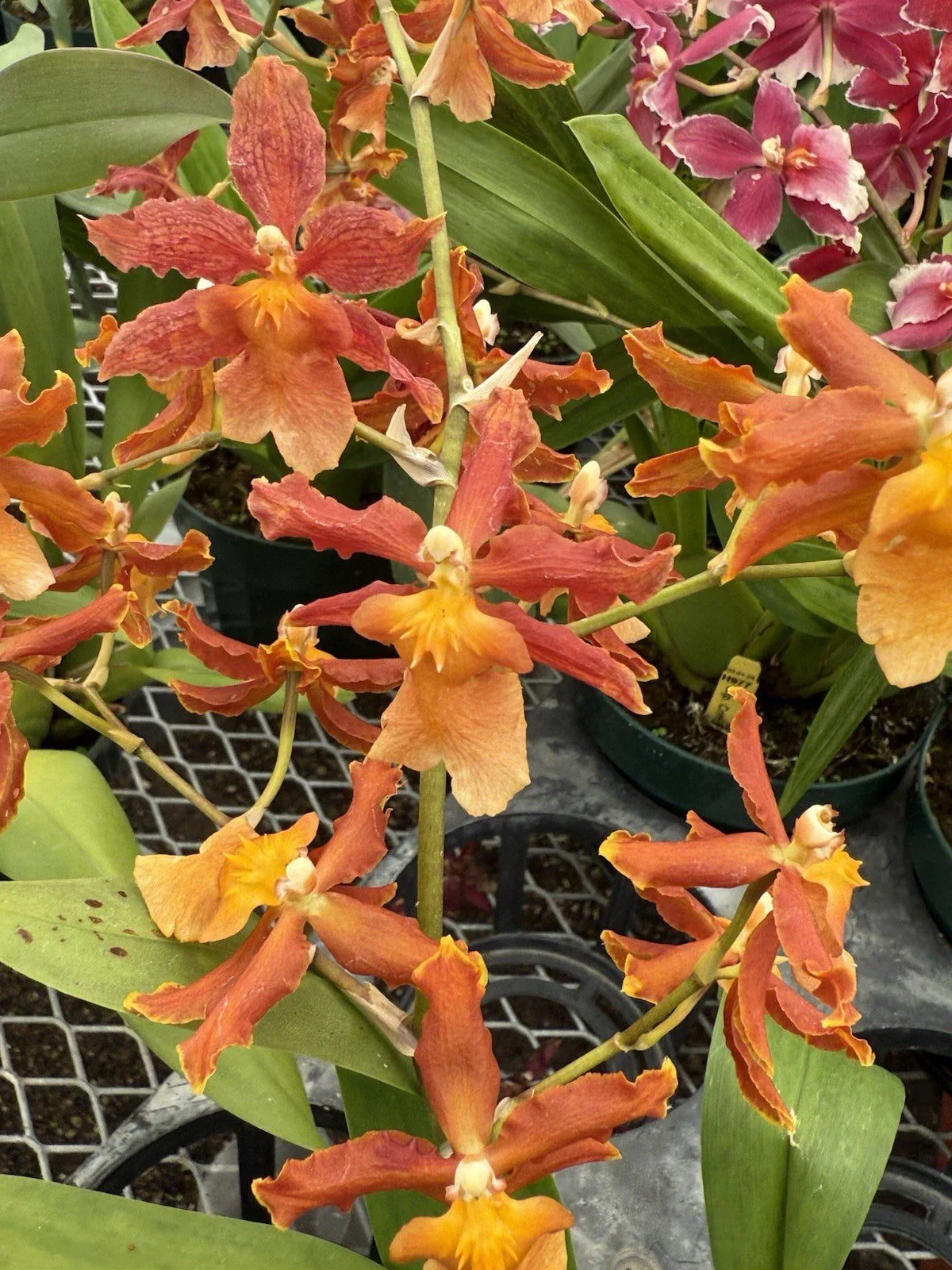 Orchid Plant Bulbs Mix - 5 Pack with 3 Premium and 2 Bonus - Exotic Blooms for Indoor Garden - Orchidaceae