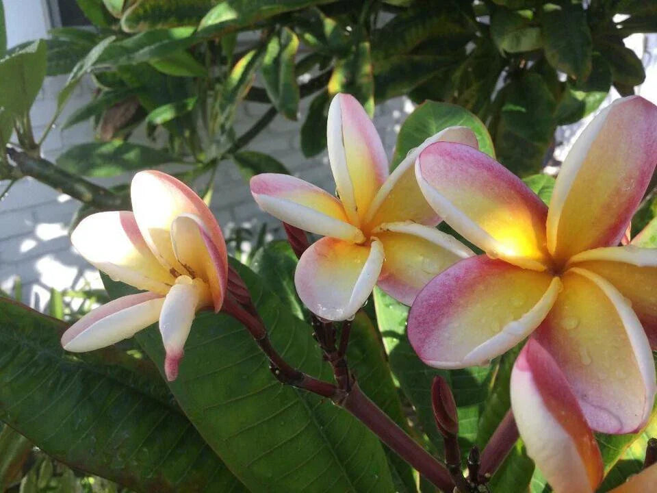 Lei Rainbow Plumeria Cutting - 8-11 Inch Fragrant Flowering Plant, Plumeria rubra, Tropical Garden, Drought Tolerant