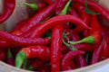 Red Thin Hot Pepper Seeds - Erjintiao Capsicum annuum for Spicy Cooking & Gardening, 30+ Seeds