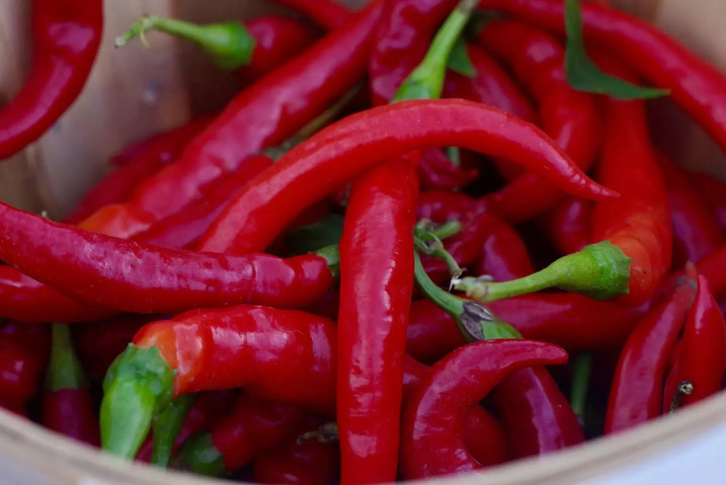 Red Thin Hot Pepper Seeds - Erjintiao Capsicum annuum for Spicy Cooking & Gardening, 30+ Seeds