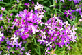 Evening Scented Stock Seeds Bulk - Lilac-Pink Mix, Matthiola incana, Fragrant Night Blooming Annual, 3000 Seeds