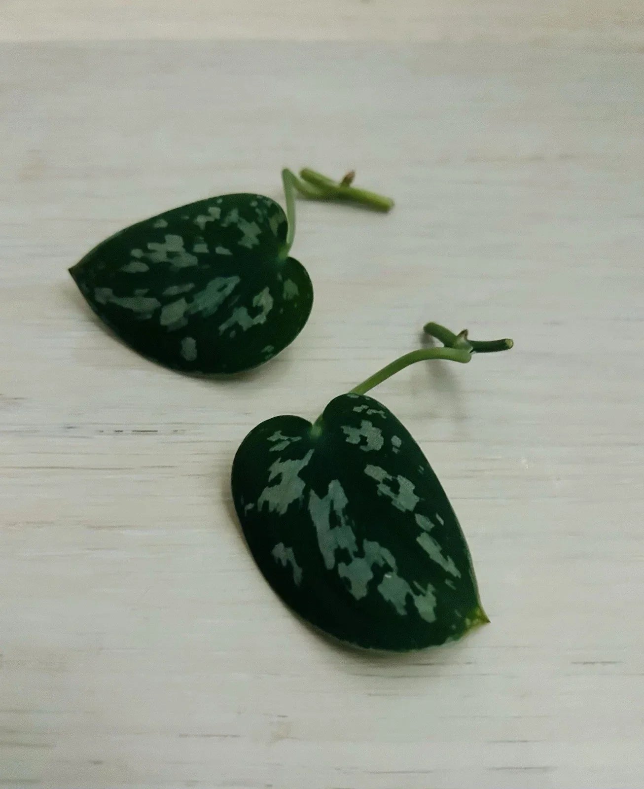 Satin Pothos Cuttings - Rooted Nodes for Propagation - Scindapsus pictus Live Plant Clippings