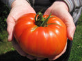 Goliath Hybrid Tomato Seeds - 15 Count Packet - Bright Red, Large Fruit - Solanum lycopersicum Vegetable Seeds