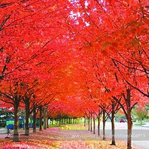 Japanese Red Maple Tree Seeds - Acer palmatum 'Bloodgood' - 30 Pack - Compact Growth, Vibrant Foliage Seeds