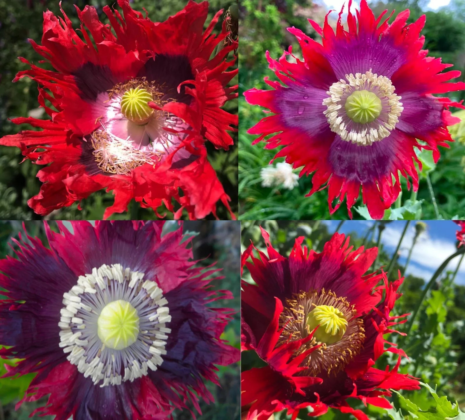 Poppy Seeds 1000 Count Drama Queen Red Purple Frilled Edges Non-GMO Papaver somniferum Seeds